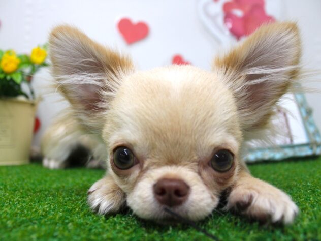 兵庫県のチワワ(ロング) (ペット・プラザ アミーゴ尼崎昭和通店/2025年5月31日生まれ/男の子/クリーム)の子犬の4枚目の画像