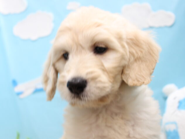 2025年8月31日生まれのハーフ犬・ミックス犬の2枚目の写真