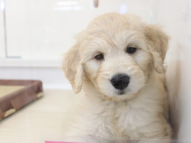 愛媛県のハーフ犬・ミックス犬 (アミーゴ今治店/2025年8月31日生まれ/女の子/クリーム)の子犬の2枚目の画像