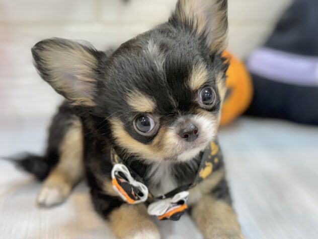 兵庫県のチワワ(ロング) (ワンキャラット アミーゴ姫路飾磨店/2025年8月15日生まれ/男の子/ブラックタンホワイト)の子犬の4枚目の画像