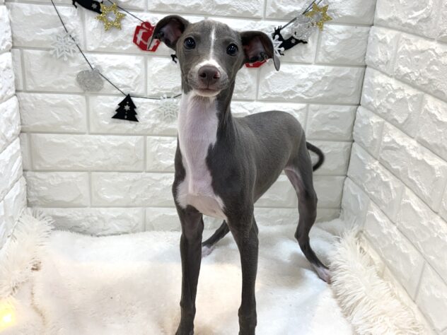 兵庫県のイタリアングレーハウンド (ワンキャラット アミーゴ姫路飾磨店/2025年6月15日生まれ/男の子/ブルーホワイト)の子犬の1枚目の画像