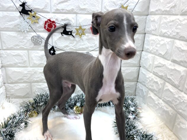 兵庫県のイタリアングレーハウンド (ワンキャラット アミーゴ姫路飾磨店/2025年6月15日生まれ/男の子/ブルーホワイト)の子犬の2枚目の画像