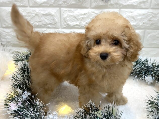 兵庫県のトイプードル(トイ) (ワンキャラット アミーゴ姫路飾磨店/2025年7月31日生まれ/男の子/オレンジフォーン)の子犬の1枚目の画像