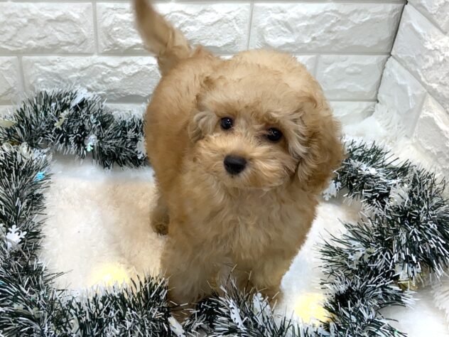 兵庫県のトイプードル(トイ) (ワンキャラット アミーゴ姫路飾磨店/2025年7月31日生まれ/男の子/オレンジフォーン)の子犬の3枚目の画像