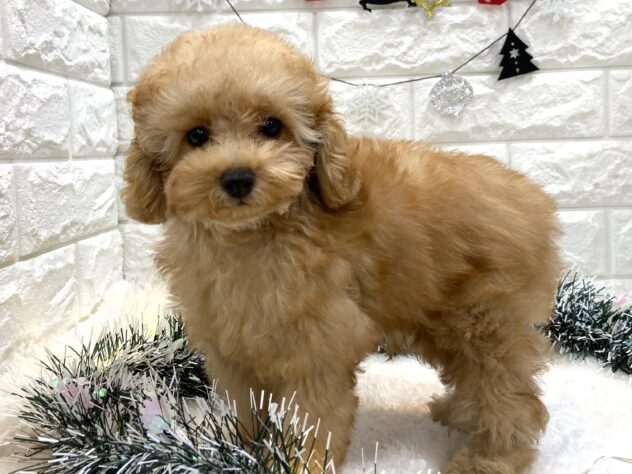 兵庫県のトイプードル(トイ) (ワンキャラット アミーゴ姫路飾磨店/2025年7月31日生まれ/男の子/オレンジフォーン)の子犬の2枚目の画像