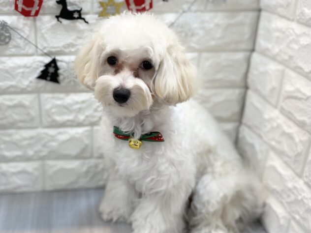 兵庫県のハーフ犬・ミックス犬 (ワンキャラット アミーゴ姫路飾磨店/2025年2月28日生まれ/女の子/クリーム)の子犬の3枚目の画像