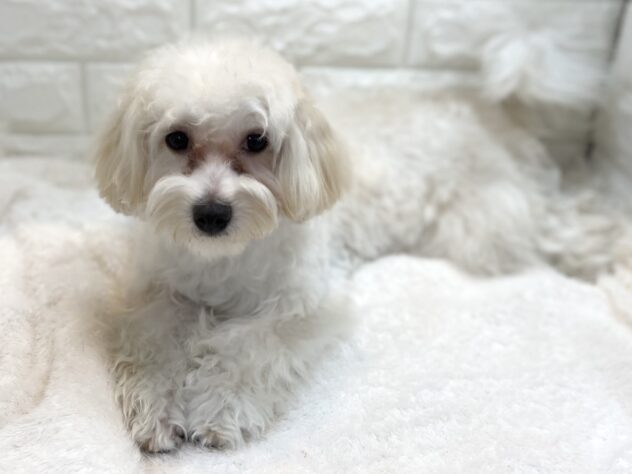 兵庫県のハーフ犬・ミックス犬 (ワンキャラット アミーゴ姫路飾磨店/2025年2月28日生まれ/女の子/クリーム)の子犬の2枚目の画像