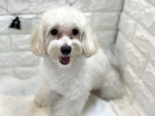 兵庫県のハーフ犬・ミックス犬 (ワンキャラット アミーゴ姫路飾磨店/2025年2月28日生まれ/女の子/クリーム)の子犬の1枚目の画像