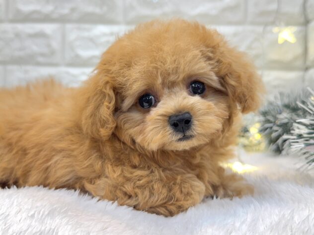 兵庫県のトイプードル(トイ) (ワンキャラット アミーゴ姫路飾磨店/2025年8月28日生まれ/女の子/アプリコット)の子犬の1枚目の画像
