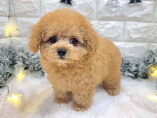 兵庫県のトイプードル(トイ) (ワンキャラット アミーゴ姫路飾磨店/2025年8月28日生まれ/女の子/アプリコット)の子犬の2枚目の画像