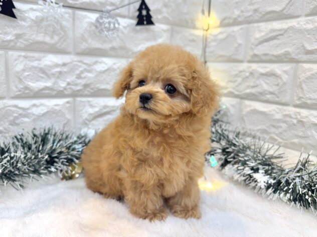 兵庫県のトイプードル(トイ) (ワンキャラット アミーゴ姫路飾磨店/2025年8月28日生まれ/女の子/アプリコット)の子犬の3枚目の画像