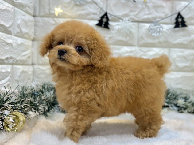 兵庫県のトイプードル(トイ) (ワンキャラット アミーゴ姫路飾磨店/2025年8月28日生まれ/女の子/アプリコット)の子犬の4枚目の画像