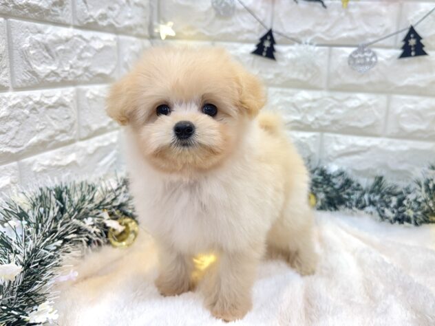 兵庫県のハーフ犬・ミックス犬 (ワンキャラット アミーゴ姫路飾磨店/2025年8月30日生まれ/男の子/アプリコット)の子犬の4枚目の画像