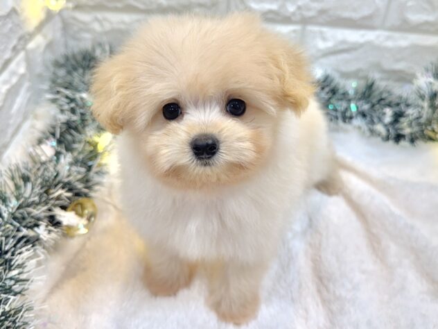 兵庫県のハーフ犬・ミックス犬 (ワンキャラット アミーゴ姫路飾磨店/2025年8月30日生まれ/男の子/アプリコット)の子犬の3枚目の画像