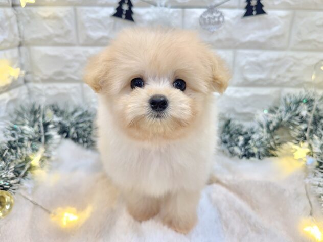 兵庫県のハーフ犬・ミックス犬 (ワンキャラット アミーゴ姫路飾磨店/2025年8月30日生まれ/男の子/アプリコット)の子犬の2枚目の画像