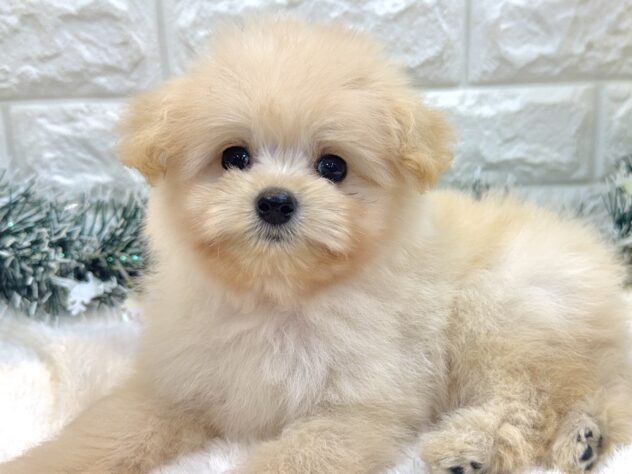 兵庫県のハーフ犬・ミックス犬 (ワンキャラット アミーゴ姫路飾磨店/2025年8月30日生まれ/男の子/アプリコット)の子犬の1枚目の画像