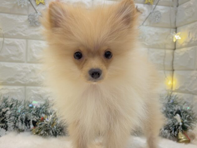 兵庫県のポメラニアン (ワンキャラット アミーゴ姫路飾磨店/2025年7月8日生まれ/女の子/クリーム)の子犬の2枚目の画像
