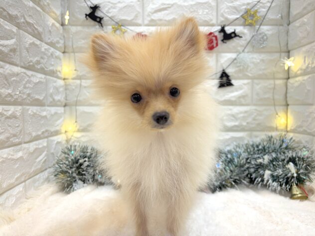 兵庫県のポメラニアン (ワンキャラット アミーゴ姫路飾磨店/2025年7月8日生まれ/女の子/クリーム)の子犬の1枚目の画像