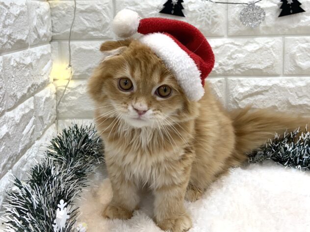 兵庫県のスコティッシュフォールド (ワンキャラット アミーゴ姫路飾磨店/2025年7月1日生まれ/女の子/レッドタビーホワイト)の子猫の2枚目の画像