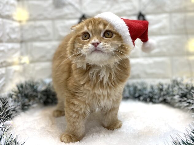 兵庫県のスコティッシュフォールド (ワンキャラット アミーゴ姫路飾磨店/2025年7月1日生まれ/女の子/レッドタビーホワイト)の子猫の3枚目の画像