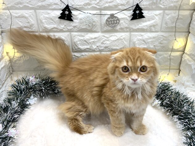 兵庫県のスコティッシュフォールド (ワンキャラット アミーゴ姫路飾磨店/2025年7月1日生まれ/女の子/レッドタビーホワイト)の子猫の1枚目の画像