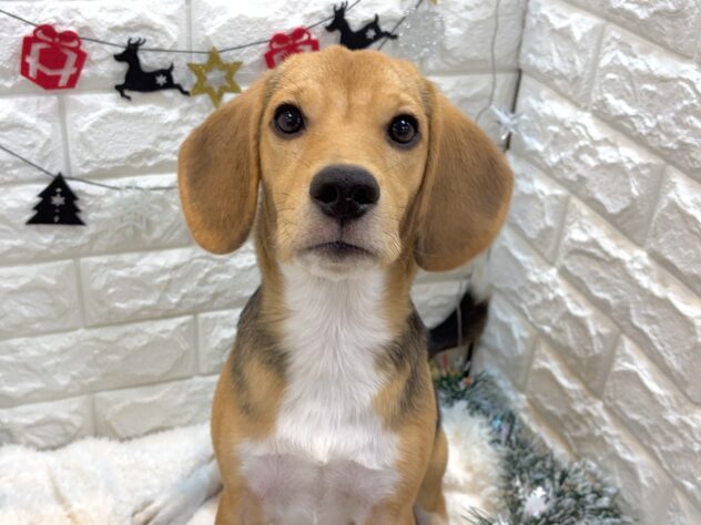 兵庫県のビーグル (ワンキャラット アミーゴ姫路飾磨店/2025年5月2日生まれ/男の子/ハウンドカラー)の子犬の1枚目の画像