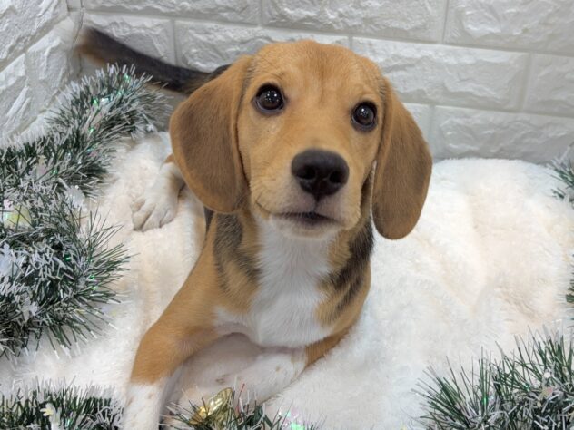 兵庫県のビーグル (ワンキャラット アミーゴ姫路飾磨店/2025年5月2日生まれ/男の子/ハウンドカラー)の子犬の3枚目の画像