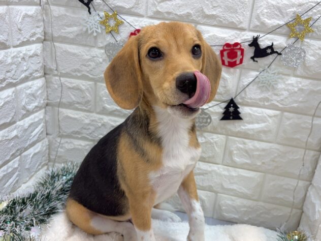 兵庫県のビーグル (ワンキャラット アミーゴ姫路飾磨店/2025年5月2日生まれ/男の子/ハウンドカラー)の子犬の2枚目の画像