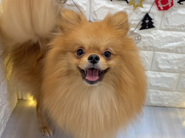 兵庫県のポメラニアン (ワンキャラット アミーゴ姫路飾磨店/2025年1月8日生まれ/男の子/オレンジ)の子犬の1枚目の画像