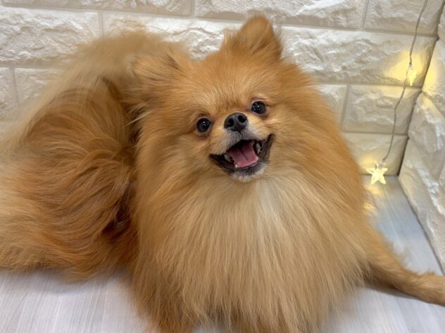 兵庫県のポメラニアン (ワンキャラット アミーゴ姫路飾磨店/2025年1月8日生まれ/男の子/オレンジ)の子犬の2枚目の画像