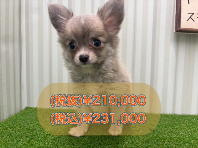 岡山県のチワワ(ロング) (アミーゴ倉敷店/2025年8月9日生まれ/女の子/クリームフォーン)の子犬の1枚目の画像