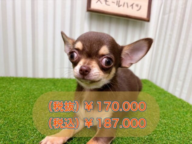 岡山県のチワワ(ロング) (アミーゴ倉敷店/2025年7月21日生まれ/男の子/チョコレートクリーム)の子犬の1枚目の画像