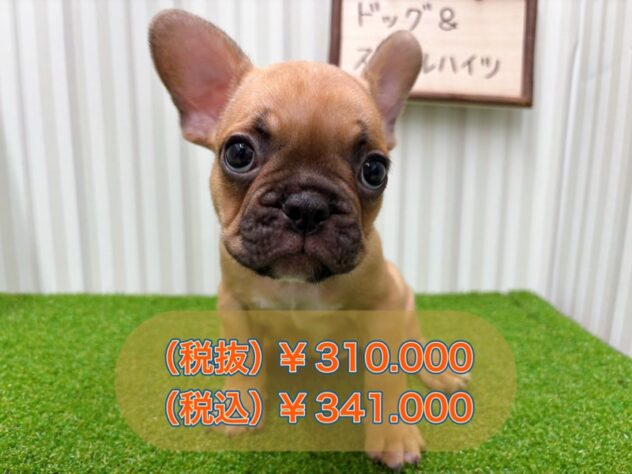 岡山県のフレンチブルドッグ (アミーゴ倉敷店/2025年8月17日生まれ/男の子/フォーン)の子犬