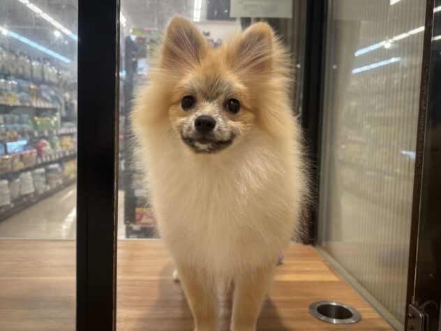 広島県のポメラニアン (アミーゴ広島商工センター店/2025年7月25日生まれ/女の子/オレンジ)の子犬の2枚目の画像