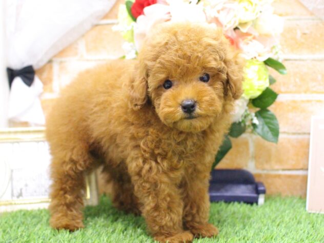 兵庫県のトイプードル(トイ) (ペット・プラザ アミーゴ明石魚住店/2025年7月18日生まれ/男の子/レッド)の子犬の1枚目の画像