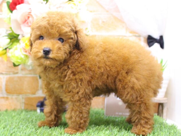 兵庫県のトイプードル(トイ) (ペット・プラザ アミーゴ明石魚住店/2025年7月18日生まれ/男の子/レッド)の子犬の2枚目の画像