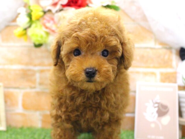 兵庫県のトイプードル(トイ) (ペット・プラザ アミーゴ明石魚住店/2025年7月18日生まれ/男の子/レッド)の子犬の3枚目の画像