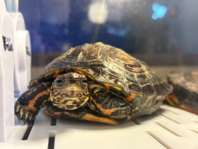 コスタリカアカスジヤマガメ (マンヤマガメ) | ペットワールド アミーゴ