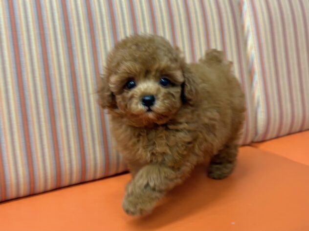 和歌山県のトイプードル(トイ) (アミーゴ和歌山太田店/2025年8月19日生まれ/男の子/レッド)の子犬の2枚目の画像