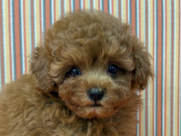 和歌山県のトイプードル(トイ) (アミーゴ和歌山太田店/2025年8月19日生まれ/男の子/レッド)の子犬の1枚目の画像