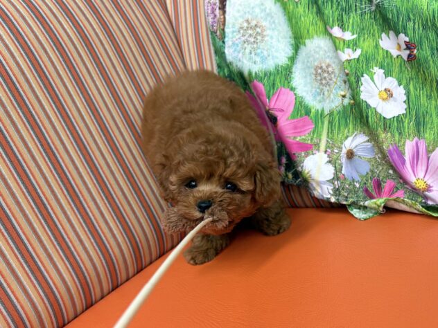 和歌山県のトイプードル(トイ) (アミーゴ和歌山太田店/2025年8月19日生まれ/男の子/レッド)の子犬の3枚目の画像