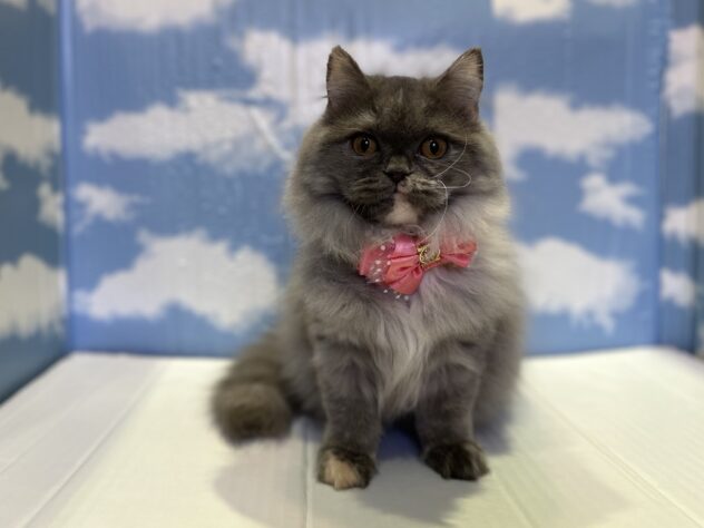 山形県のブリティッシュロングヘアー (アミーゴ山形北店/2025年8月5日生まれ/女の子/ブルークリーム)の子猫の1枚目の画像
