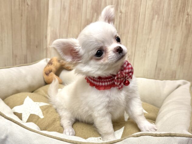 広島県のチワワ(ロング) (アミーゴ東深津店/2025年8月28日生まれ/女の子/クリーム)の子犬の4枚目の画像