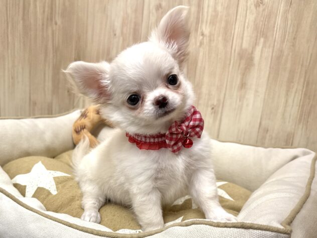 広島県のチワワ(ロング) (アミーゴ東深津店/2025年8月28日生まれ/女の子/クリーム)の子犬の3枚目の画像