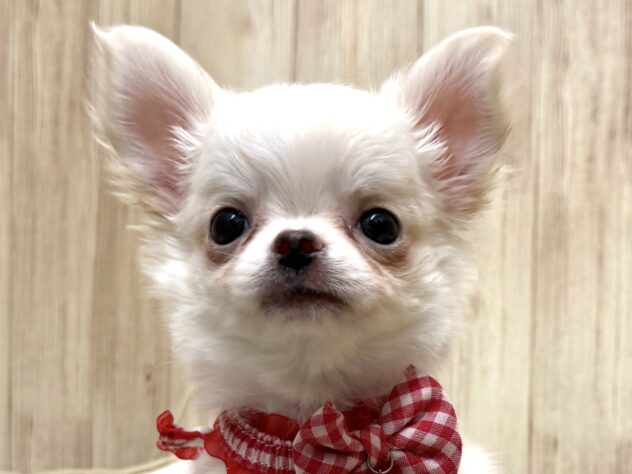 広島県のチワワ(ロング) (アミーゴ東深津店/2025年8月28日生まれ/女の子/クリーム)の子犬の1枚目の画像