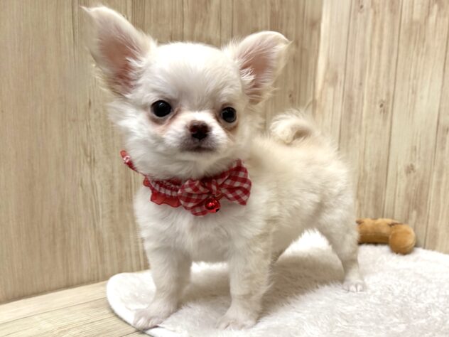 広島県のチワワ(ロング) (アミーゴ東深津店/2025年8月28日生まれ/女の子/クリーム)の子犬の2枚目の画像