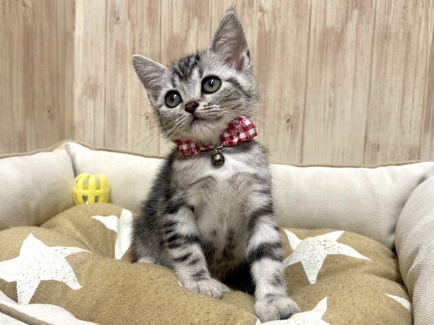 広島県のアメリカンショートヘアー (アミーゴ東深津店/2025年8月20日生まれ/女の子/シルバークラシックタビー)の子猫の2枚目の画像