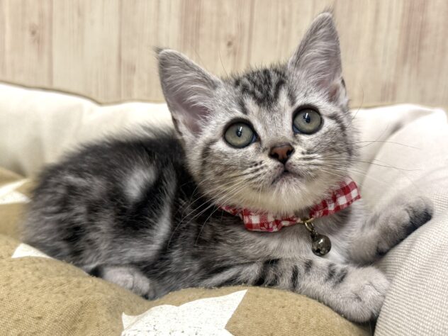 広島県のアメリカンショートヘアー (アミーゴ東深津店/2025年8月20日生まれ/女の子/シルバークラシックタビー)の子猫の4枚目の画像