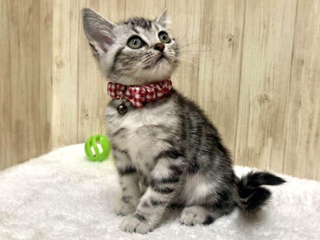 広島県のアメリカンショートヘアー (アミーゴ東深津店/2025年8月20日生まれ/女の子/シルバークラシックタビー)の子猫の3枚目の画像