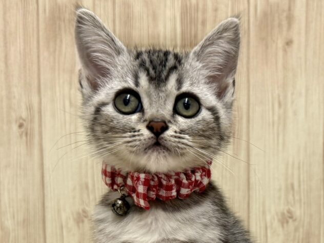 広島県のアメリカンショートヘアー (アミーゴ東深津店/2025年8月20日生まれ/女の子/シルバークラシックタビー)の子猫